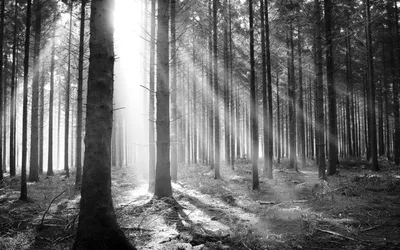 Черный лес (38 фото) - 38 фото