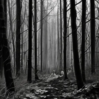 Черно белый лес арт - 58 фото