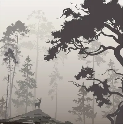 Чёрно белый лес (60 фото)