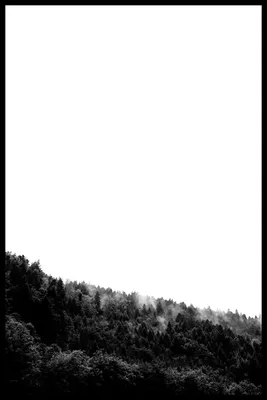 Туманный белый лес - 70 фото
