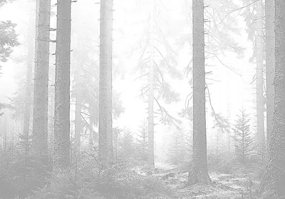Фотообои Черно белый лес купить в Москве, Арт. 9-963 в интернет-магазине,  цены в Мастерфресок