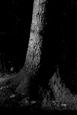 Чёрно белый лес - фото и картинки: 58 штук