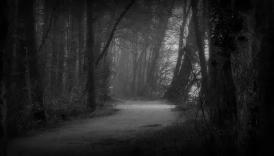 Лес Природа Черно-Белый - Бесплатное фото на Pixabay - Pixabay