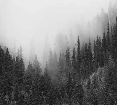 Фотообои 368 x 280 см Черно-белый лес в тумане (13908P10)+клей по цене  1400,00 грн