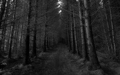 Черно белые леса - красивые фото