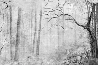Черно белый день в зимнем лесу | Пикабу