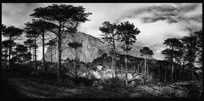 черно-белый лес стоковое фото. изображение насчитывающей природа - 256010710