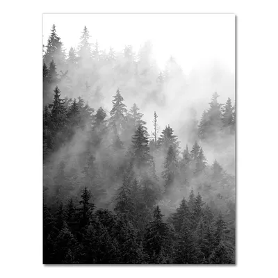 Фотошторы «Черно-белый лес в тумане» - купить в Москве, цена в  Интернет-магазине Обои 3D