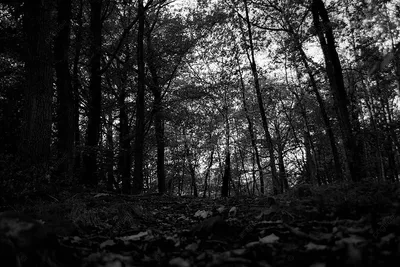 Черно белый зимний лес - 71 фото