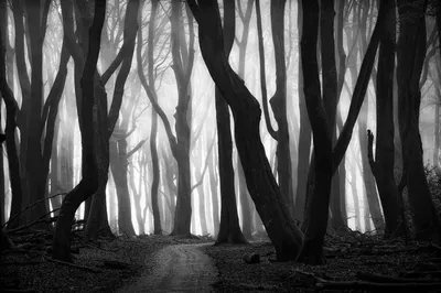 Мрачный черно белый лес - 70 фото