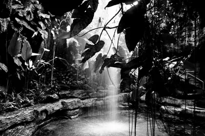 Чёрно - белый тропический лес - фотообои на заказ по цене интернет магазин  arte.ru. Заказать обои Чёрно - белый тропический лес (23669)