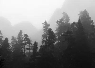 черно-белый туманный лес фреска обои - TenStickers