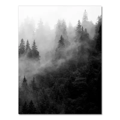 Черно-белый золотой лес стоковое фото ©THPStock 67198481