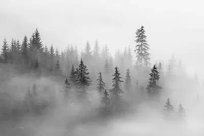 Фотообои \"Лес в тумане чёрно-белый\" - купить в интернет-магазине  Ink-project с быстрой доставкой