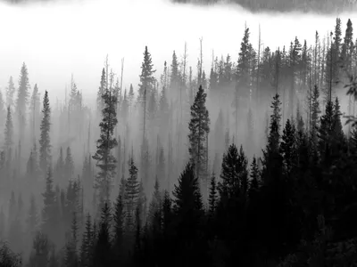 Купить Природные принты, лесные настенные художественные черно-белые  постеры с деревьями, туманный лесной пейзаж, холст, картина, настенная  картина, декор для гостиной | Joom