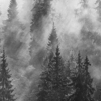 Фотообои «Черно-белый лес в тумане»