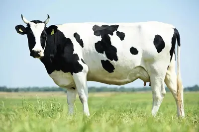 В Беларуси готовится регистрация новой породы коров