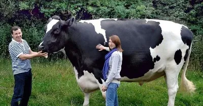 Голландская молочная порода коров