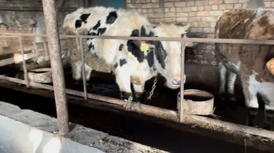 В продолжение темы о коровах-рекордистках рассказываем о породах буренок,  которых разводят в ДНР - Лента новостей ДНР