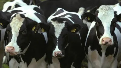 Голштин: Вот почему мы представляем любую корову чёрно-белой. Самая  популярная и эффективная порода коров | Пикабу