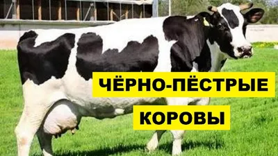 Чем Аулиеатинцы лучше Голштинов