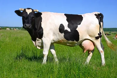 Коровы, которые дают много вкусного молока: самые лучшие породы молочных  коров | Эксперт по сельской жизни | Дзен