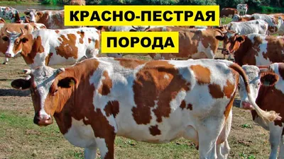 Молочные породы коров: 6 лучших - AgroApp: Быстрое кредитование для  агробизнеса