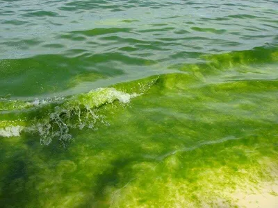Вода в Черном море превратилась в зеленую кашу. Пока только в одном районе