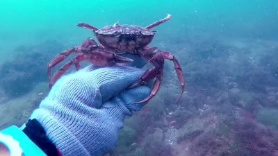 Чёрное море дайвинг, лето под водой - YouTube