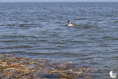 Купаться нельзя из-за яда: что случилось с морем в Одессе (фото, видео) |  podrobnosti.ua