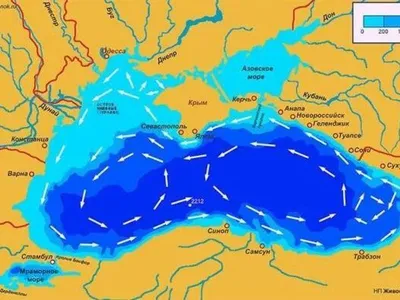 Специфические особенности экосистемы Черного моря (Владимир Крыленко) /  Проза.ру