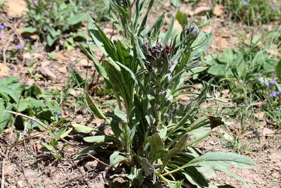 Чернокорень лекарственный (Cynoglossum officinale) - PictureThis