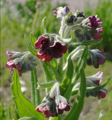 Чернокорень лекарственный (Cynoglossum officinale)