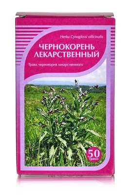 Лекарственные растения Среднего Урала: чернокорень лекарственный :: Андрей  Заломленков – Социальная сеть ФотоКто