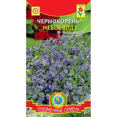 Чернокорень лекарственный (Cynoglossum officinale) - PictureThis