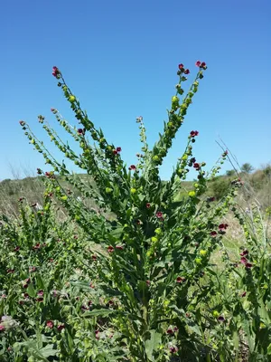 Чернокорень лекарственный (Cynoglossum officinale)