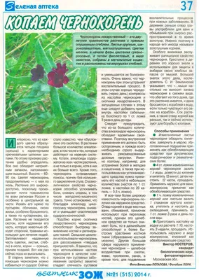 Чернокорень Крысогон (Cynoglossum officinale) - « Что вам подсовывают  вместо крысогона..Гуманное средство от грызунов. Лекарственное растение.  Медонос.» | отзывы