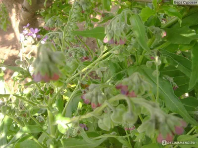 Чернокорень лекарственный (Cynoglossum officinale) - PictureThis