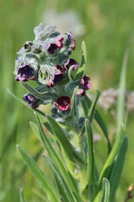 Чернокорень лекарственный (Cynoglossum officinale)