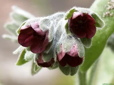 Чернокорень Крысогон (Cynoglossum officinale) - « Что вам подсовывают  вместо крысогона..Гуманное средство от грызунов. Лекарственное растение.  Медонос.» | отзывы