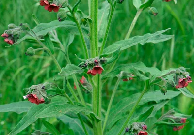 Herbal story | Kyiv