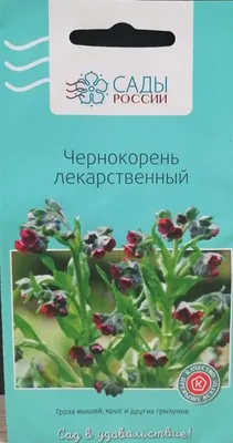 Чернокорень приятный 'Гроза мышей'. В моем саду. Чернокорень лекарственный.  Циноглоссум.🌼 - YouTube