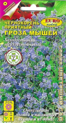 Агрофирма Аэлита Чернокорень приятный Гроза мышей - купить по выгодным  ценам в интернет-магазине OZON (533543771)