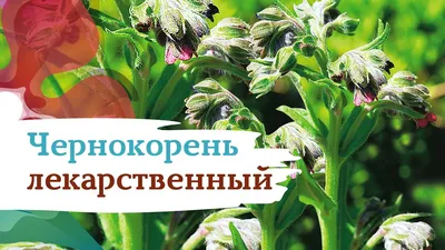 Чернокорень лекарственный семена купить недорого