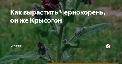 Чернокорень лекарственный семена