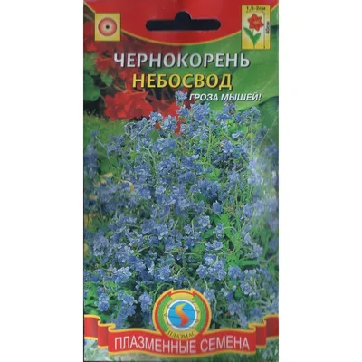 Чернокорень лекарственный (Cynoglossum officinale) - PictureThis