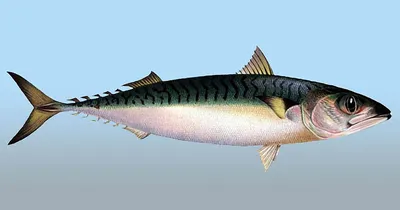 Скумбрия черноморская — Рыбы Черного моря
