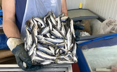 Какую черноморскую рыбу и морепродукты стоит попробовать во время отдыха на  курортах Краснодарского края | Марина и море | Дзен