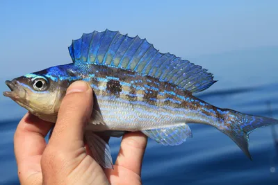 Рыба вяленая Pescatore Francesco Ставрида черноморская неразделанная |  отзывы