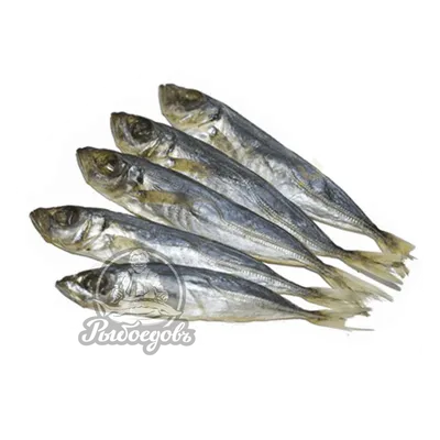 Calaméo - Черноморская пухлощекая игла-рыба